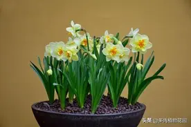 水仙叶子发黄干枯，问题在这图片