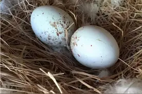 老鹰出去觅食时，主人把鸡蛋放了进去，孵化后：搞我心态呀图片