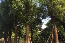 客家古邑香樟傲图片