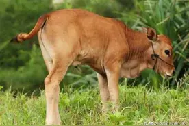 印度诞生世界上最小的牛，它长什么样呢？图片