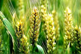 小麦还没成熟就被收割，1斤卖8元，亩产值超万元，值得推广吗？图片