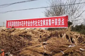 栽下元宝枫，遍地生“黄金”图片