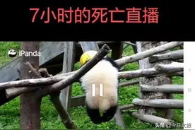 四川大熊猫禄禄仔绳子绕颈窒息死亡！网友：直播一整夜，吊了7小时没人发现图片