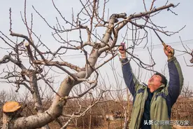 桃树修剪的技巧性很强，牢牢记住这修剪顺口溜，桃树增产又丰收图片