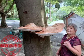 行道树竟然长灵芝？经专家鉴定是树舌图片