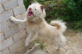 国内最出色的几种猎犬，养到就是赚到图片