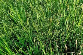 稻田稗草结籽了，能用除草剂防除吗？科学用药除稗草要趁早打小图片