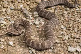 土公蛇是什么蛇？为何说是国内最毒的蛇？它的毒性真有那么恐怖吗图片