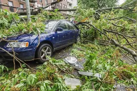 福建一中学男厕发现圆斑蝰蛇！吓跑入厕男生，圆斑蝰蛇有多恐怖？图片