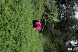 吃野芹菜中毒？那是因为你不会吃图片