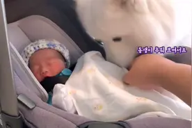 女主生了宝宝，告诉狗狗当哥哥了，结果被大白狗“暖哭”了图片