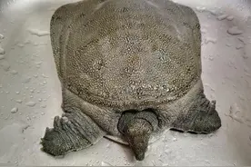 甲鱼身上哪里最好吃？甲鱼应该怎样处理？怎样去除甲鱼的腥味？图片