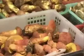 “有老鼠，抓老鼠！”大妈吃菌中毒产生幻觉！在病床上抓老鼠...野生菌千万别乱吃图片