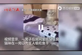 小猫把臭豆腐当成“粑粑”干呕不停，滑稽搞笑？图片