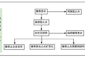 前交叉韧带重建：从腱骨止点到腱骨愈合的研究进展图片