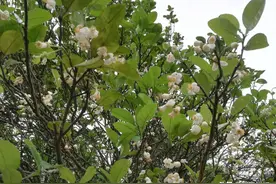 《菜根谭》：舍得舍得，有舍有得，懂得舍弃，才能拥有更多图片