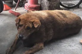 玉林：十年老狗有人曾出价五千，主人不卖，主人：我要给它养到老图片