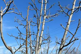 核桃树如何提高产量图片