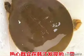 潮州发现神秘物种“鼋”，专家：似鳖不是鳖，气候变化致其濒危图片