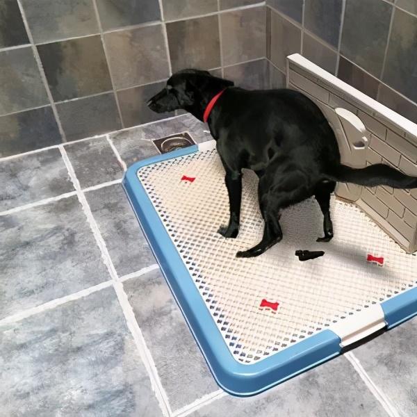 怎样训练狗狗去厕所大小便?