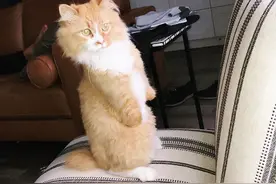 这只猫咪因意外失去前肢，却进化出能直立行走的特技，变身霸王龙图片