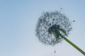 王阳明：人如何超越平庸？图片