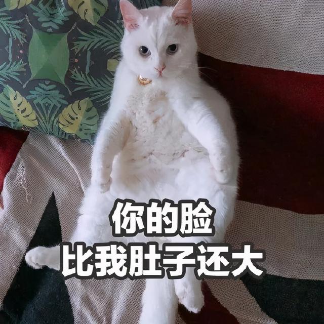 沙雕表情包 | 我正烦着呢