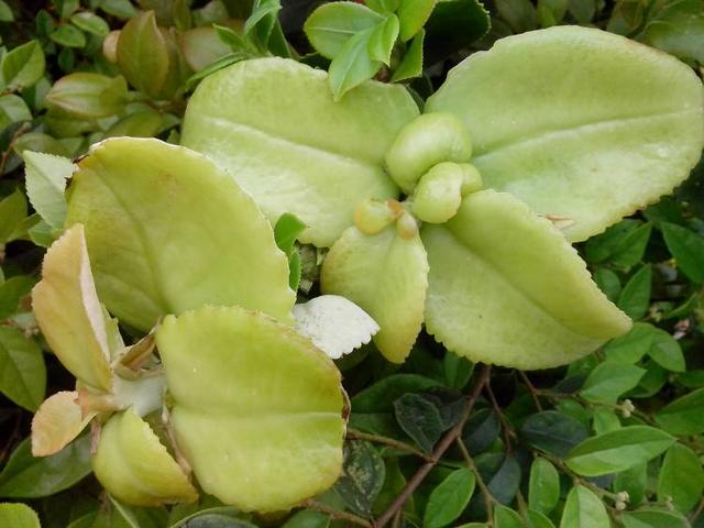 农村这种树叶四月吃最好，含植物氨基酸，错过了只能等明年