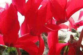 仙客来花后不长花苞，是4点惹的祸，正确改善后，开出很多漂亮花图片