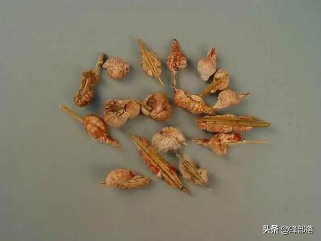 竹叶上的“宝贝”，价格88元一斤，不认识的把它当“病虫害”处理