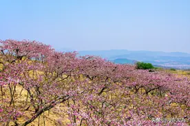 鸭绿江畔仙境宽甸，万亩桃花等您来图片