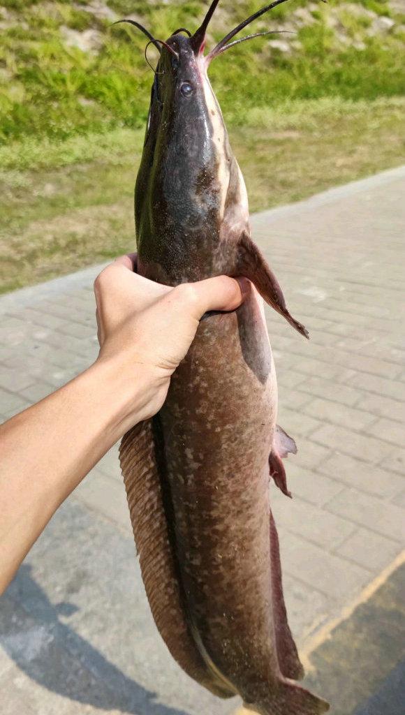 【超级大鱼】游速最快,刺穿潜艇的顶级海洋猎手——旗鱼(光滑大鱼在哪