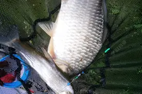 续钓闸口，再现板鲫图片