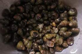 跟大排档的师傅偷学1招，田螺不腥的窍门，鲜味翻一倍图片