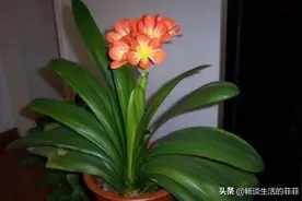 君子兰放在卧室养是否会影响健康呢？图片