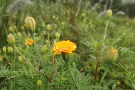 用了南怀瑾大师的两个方法，43岁肌肤光滑，没有皱纹，保护了视力图片