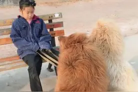 女孩带藏獒在公园遛弯，路人看见后小声嘀咕：也太不负责了吧？图片