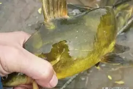 因为长得像，而被人误认为是同一种鱼，到底该如何区分它们两？图片