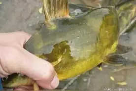 因为长得像，而被人误认为是同一种鱼，到底该如何区分它们两？图片