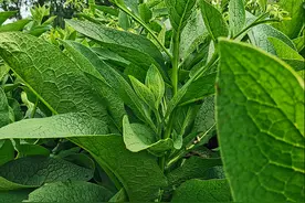 养鸡种俄罗斯饲料菜好吗？亩产鲜草20~30吨，在华东一年收几次？图片