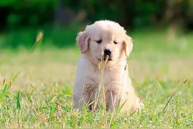 超级可爱超萌的金毛幼犬图片