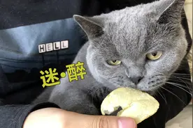 当猫闻到榴莲味……感觉整只猫都不好了，这是什么奇怪的味道？视频封面