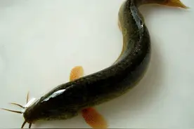 泥鳅的“没落”：贵为水中人参，却因“泥鳅党”而身败名裂图片