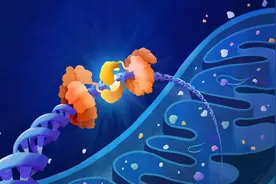 线粒体基因也能编辑了，距离治病还有多远？图片