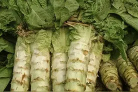 如何栽培出又粗、又大、又长的莴笋呢？掌握这几步、莴笋长势好图片