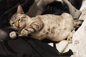 小石头会猴拳图片