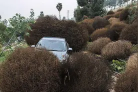 风滚草在美国泛滥成灾，入侵多条公路，为什么在我国却很难长大？图片