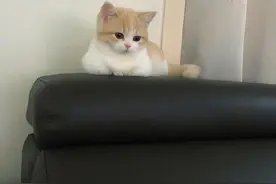 揣手手的小猫咪，你看我可不可爱图片