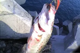 路亚垂钓：鱼尾随但不咬钩？这是为什么图片