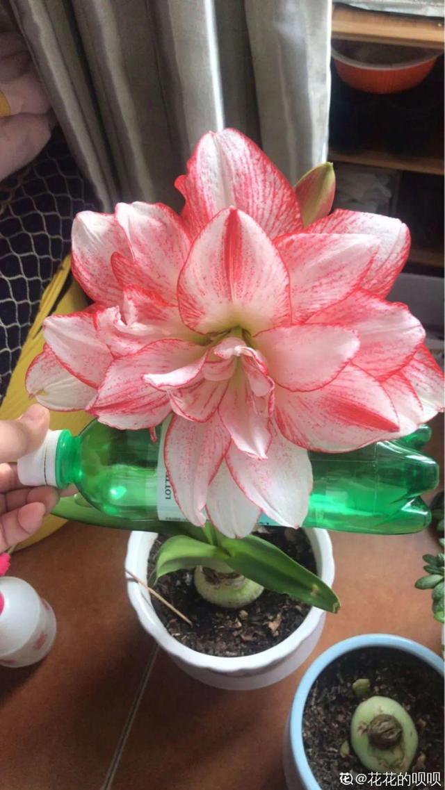 家里养盆朱顶红,开花个个比脸大,牛年养它"注定红"